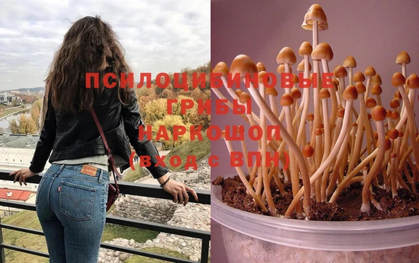 прущие грибы Абаза